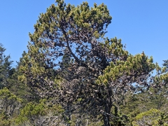 Pinus contorta bolanderi
