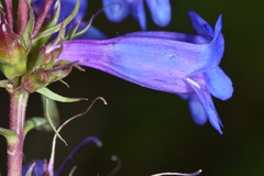 Penstemon leonardii