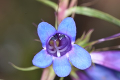 Penstemon leonardii