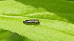 Agrilini