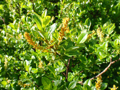 Salix waldsteiniana