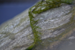 Ceratophyllum demersum