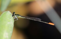 Agriocnemis exsudans