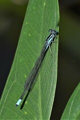 Enallagma divagans