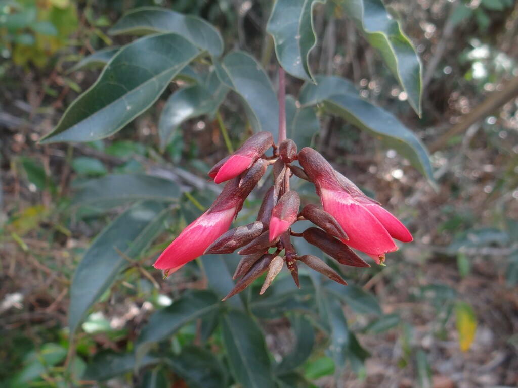 Camptosema isopetalum