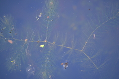 Ceratophyllum demersum