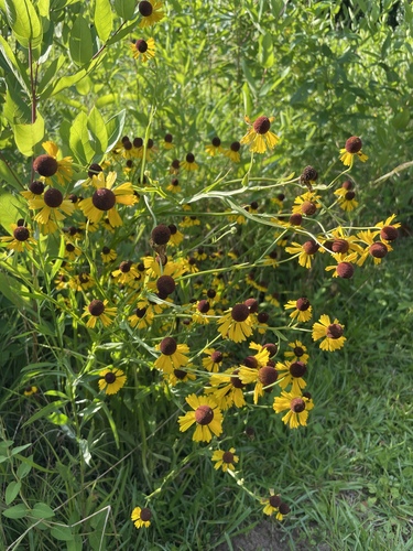 purplehead sneezeweed (Helenium flexuosum)