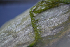 Ceratophyllum demersum