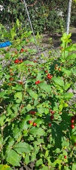 Rauvolfia tetraphylla