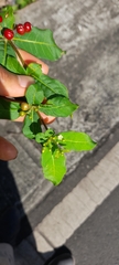 Rauvolfia tetraphylla