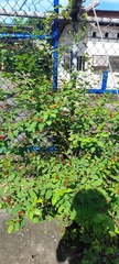 Rauvolfia tetraphylla