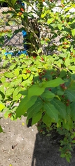 Rauvolfia tetraphylla