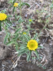 Pallenis spinosa spinosa