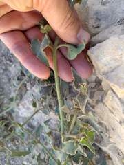 Mirabilis oxybaphoides