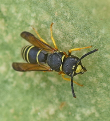 Gymnomerus laevipes