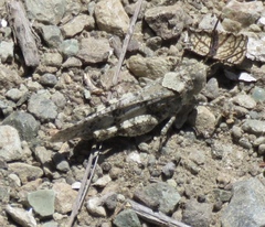 Trimerotropis occidentalis