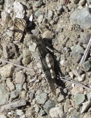 Trimerotropis occidentalis