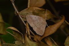 Zanclognatha marcidilinea