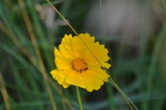 Coreopsis grandiflora