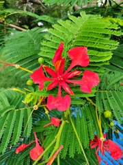 Delonix regia