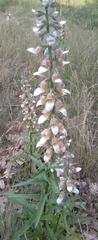 Digitalis lanata