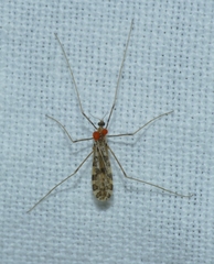 Ilisia maculata