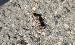 Asproparthenis punctiventris