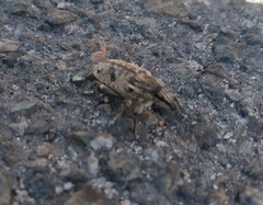 Asproparthenis punctiventris