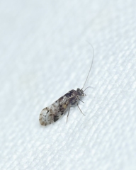 Trichadenotecnum majus