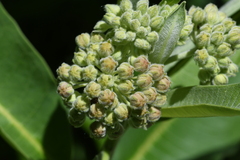Asclepias syriaca