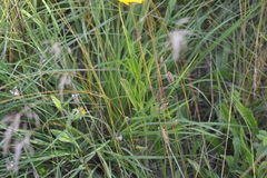 Coreopsis grandiflora