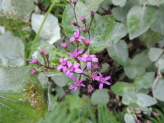 Pericallis aurita image