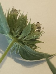 Pycnanthemum setosum