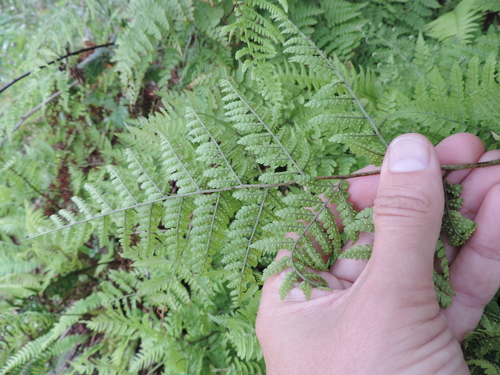 Dryopteris aemula image