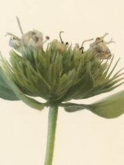 Pycnanthemum setosum