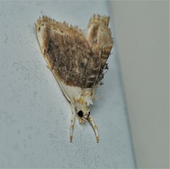 Lipocosmodes fuliginosalis