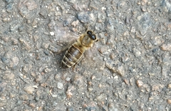 Apis mellifera