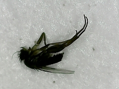 Metopininae