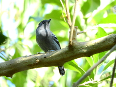 Thamnophilus caerulescens