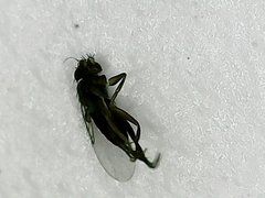 Metopininae