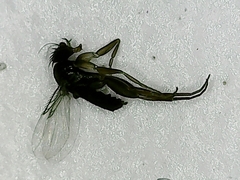 Metopininae