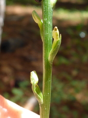 Platanthera transversa