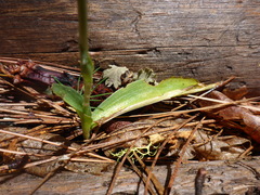 Platanthera transversa