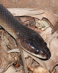 Stegonotus australis