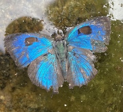 Atlides zava