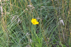 Coreopsis grandiflora