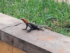 Agama picticauda