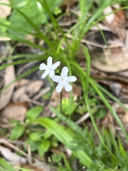 Elytraria caroliniensis