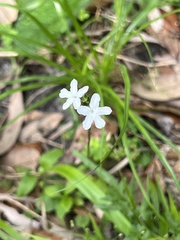 Elytraria caroliniensis