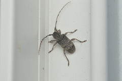 Ecyrus